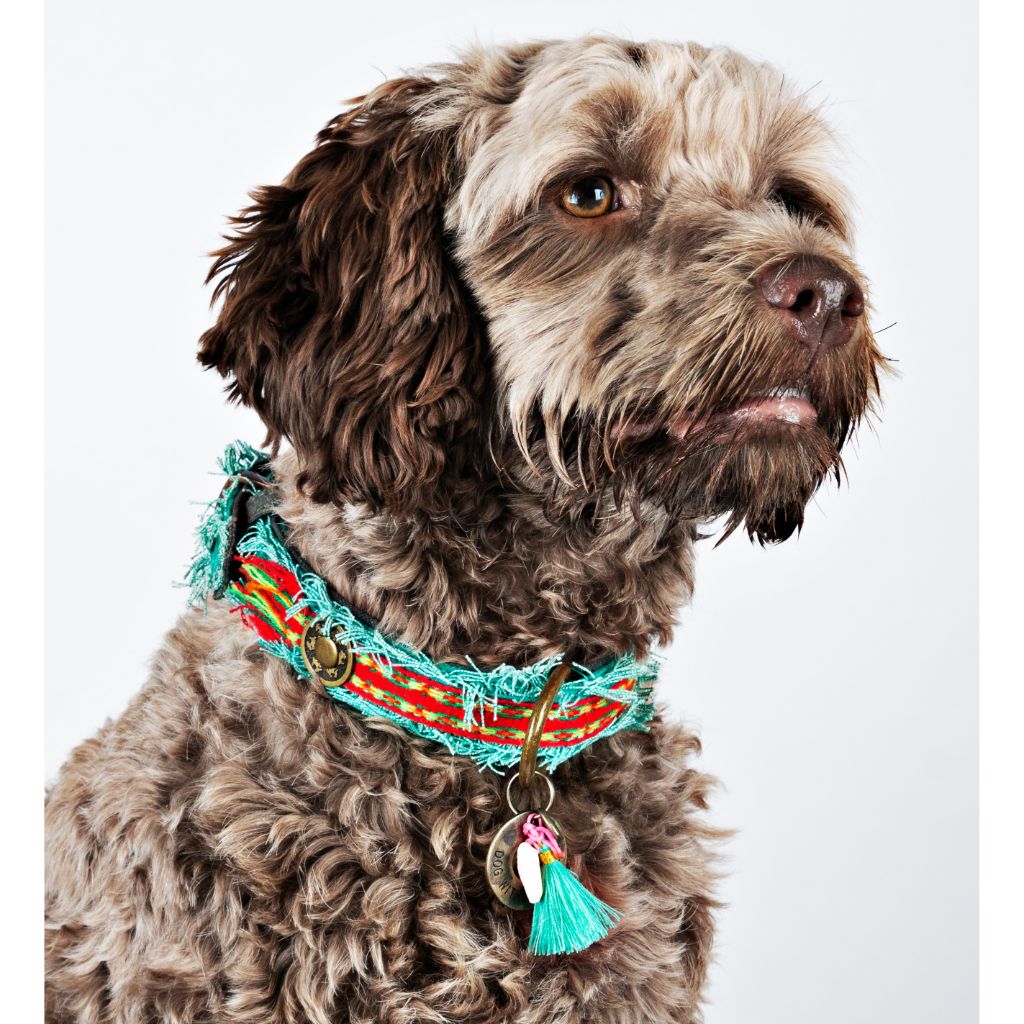 Dog with shop a mission collars