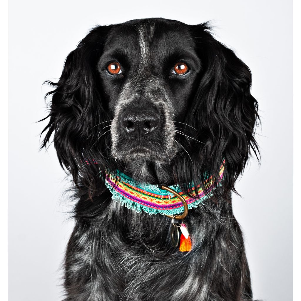 Lola store dog collars